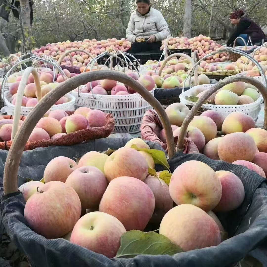 苹果现货(苹果现货价格走势图)