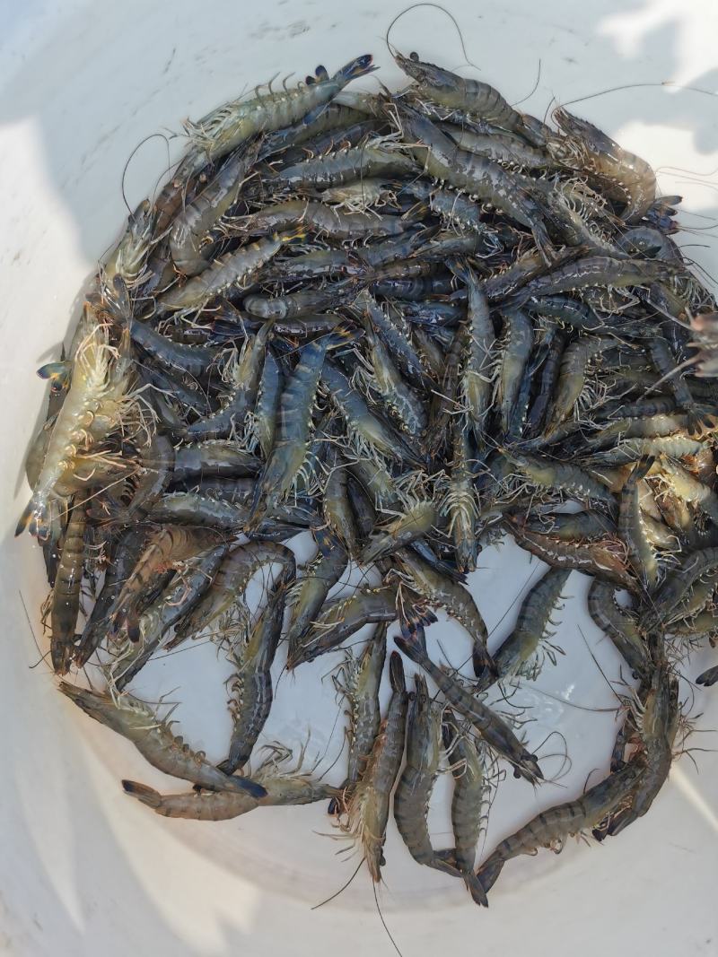 现货海(现货海螺水泥价格表)